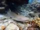 peaceful nurse shark house reef baros maldives