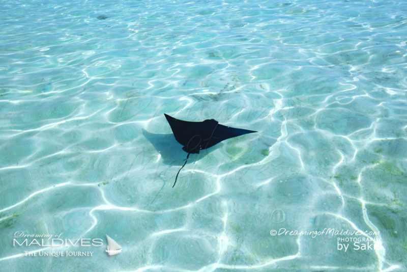 the best Atolls for snorkeling in Maldives Sting Ray in Maldives shallow waters.