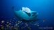 Kudadoo Maldives Private Island best Maldives luxury resort to swim with Manta Rays