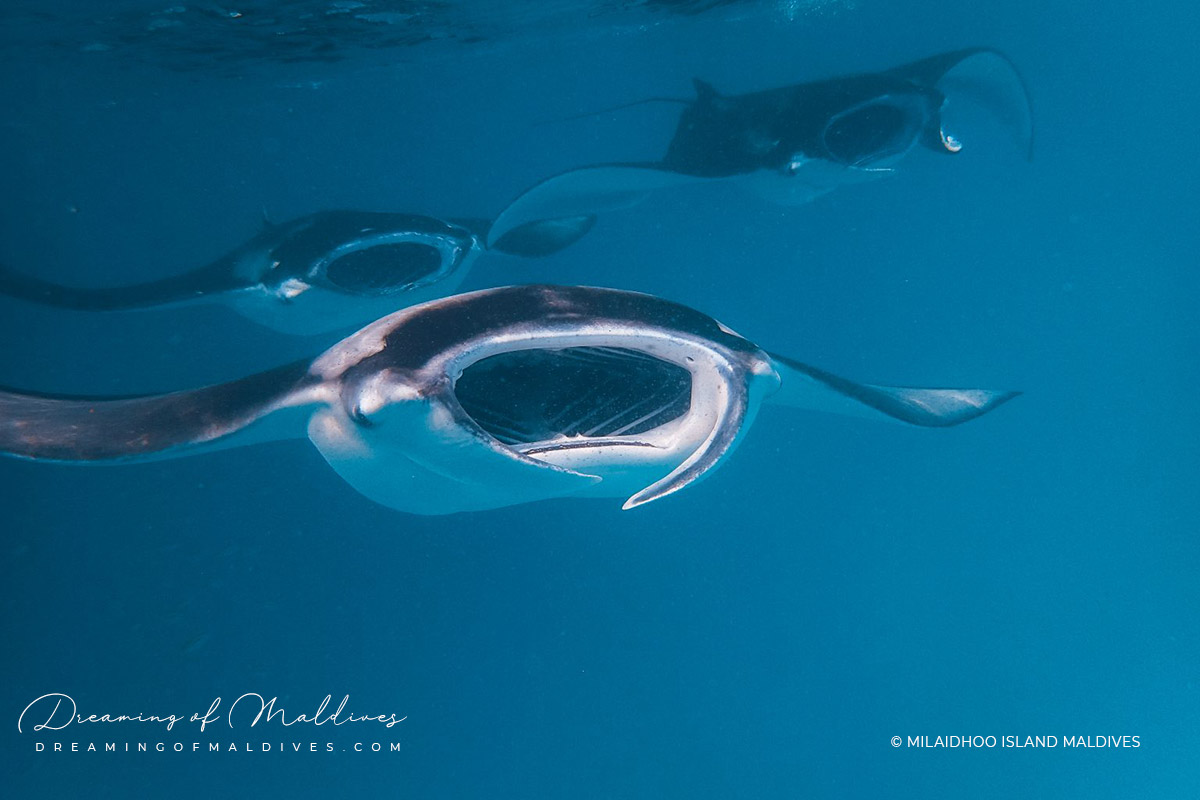 Milaidhoo best Maldives luxury resort to swim with Manta Rays