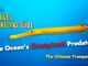 The Chinese Trumpetfish in Video – Maldives' Sneakiest Predator