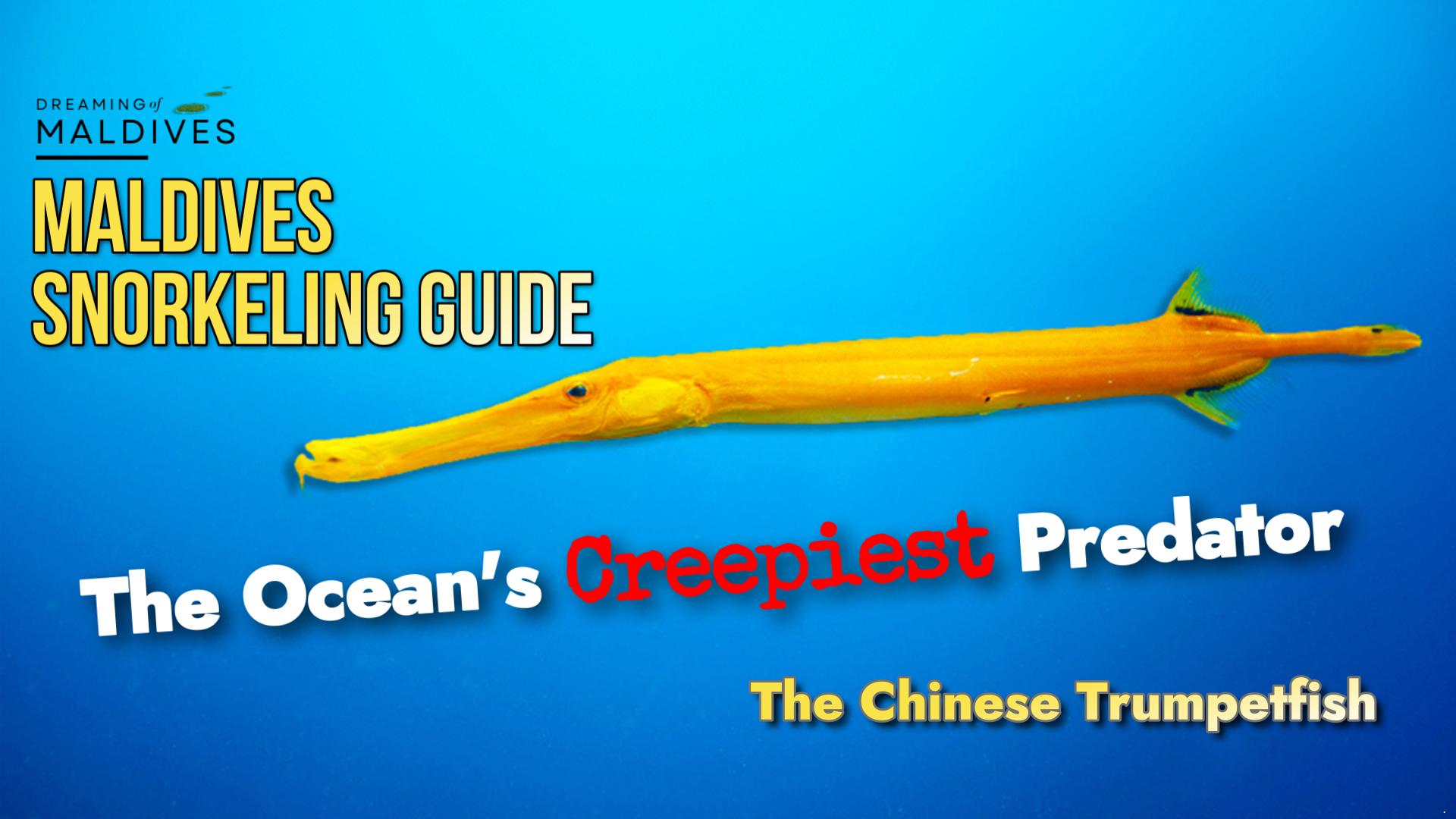 chinese trumpetfish video snorkeling guide maldives