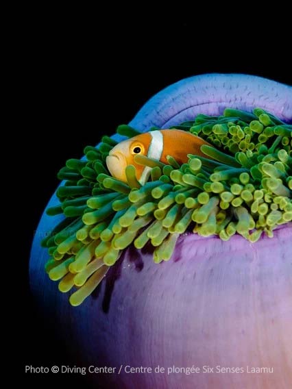 Clown Fish at Six Senses Laamu