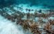 coral adoption Anantara Kihavah