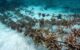 Anantara Kihavah Coral Adoption Programme