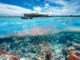 Coral Restoration in the Maldives : The Resorts Helping Rebuild the Reefs