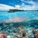 Coral Restoration in the Maldives : The Resorts Helping Rebuild the Reefs