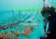 coral line project Gili Lankanfushi Maldives