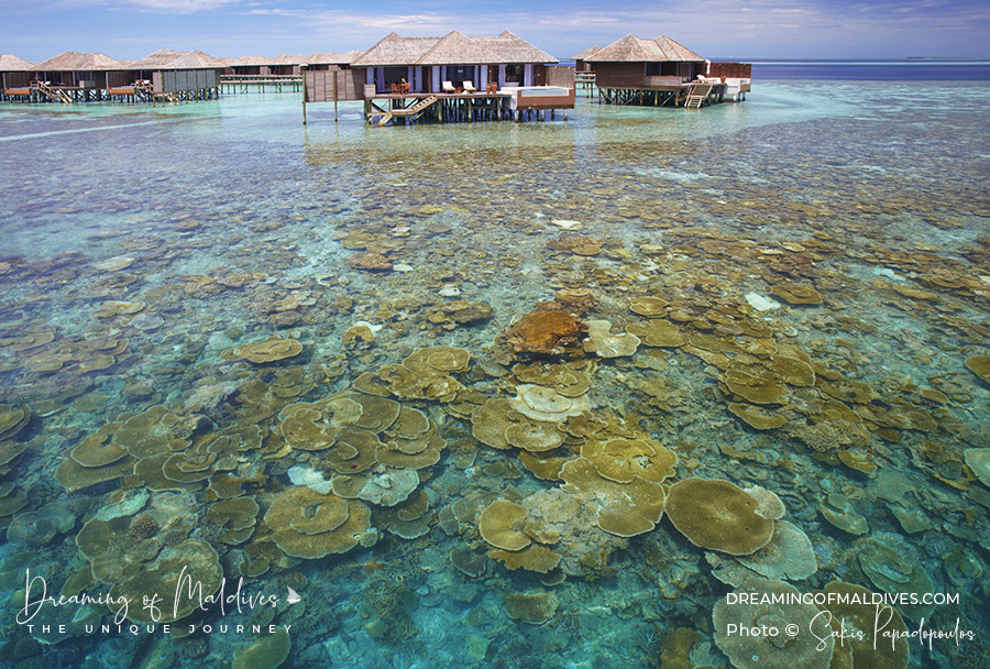 best snorkeling maldives coral reefs plates at lily beach resort
