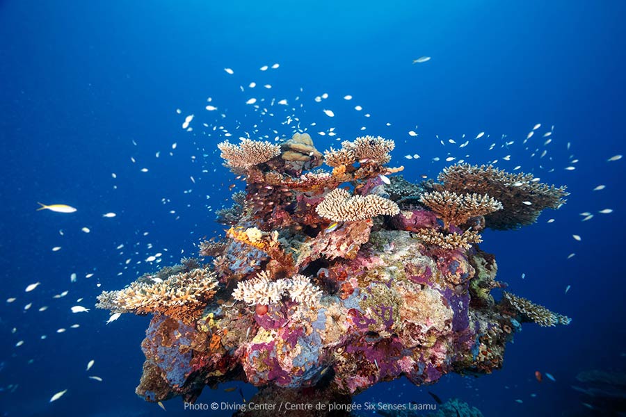 Beautiful Coral formation Six Senses Laamu Maldives