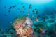 diving with beautiful Marine life of Baa Atoll.