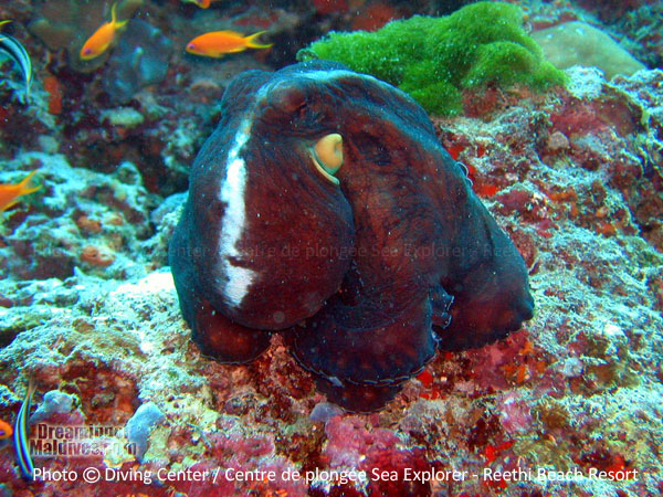 Diving in Baa Atoll - Reethi Beach Resort