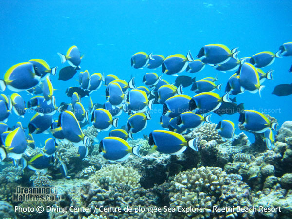 Colorful fishes during snorkeling at Reethi Beach Resort