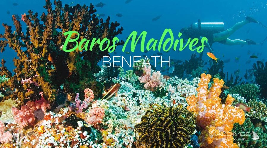 see beneath maldives snorkeling diving at Baros Maldives Underwater