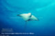 diving filitheyo maldives Faafu Atoll