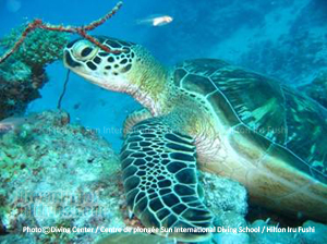 Maldives Hawksbill Turtle . Diving session in North Male Atoll