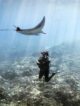 Snorkeling and Diving at Gili Lankanfushi Maldives