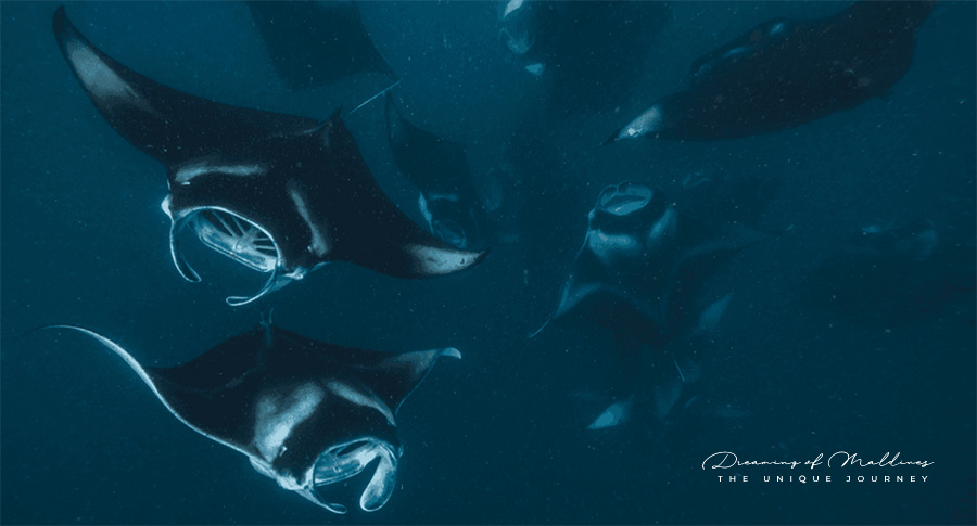 Manta rays at Hanifaru Bay