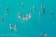 dolphins at the ritz carlton maldives