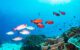 diving gili Maldives. 