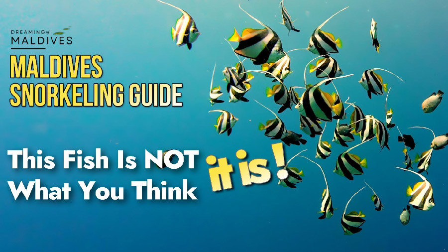 moorish idol vs video