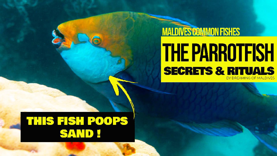 video snorkeling parrotfish maldives