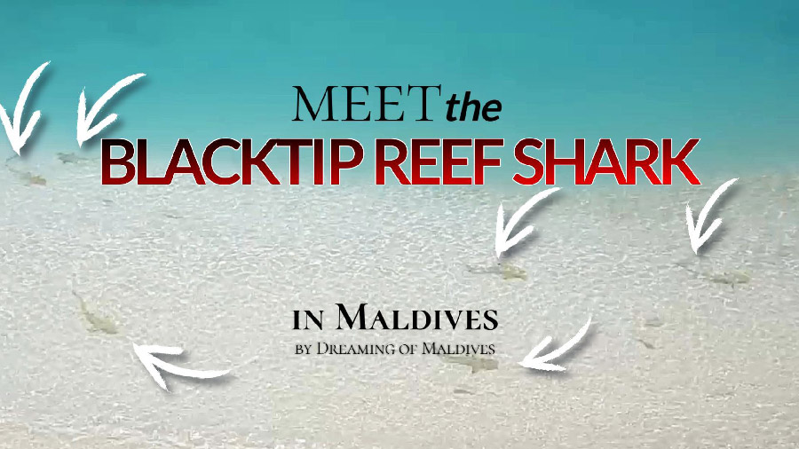 sharks in maldives - video