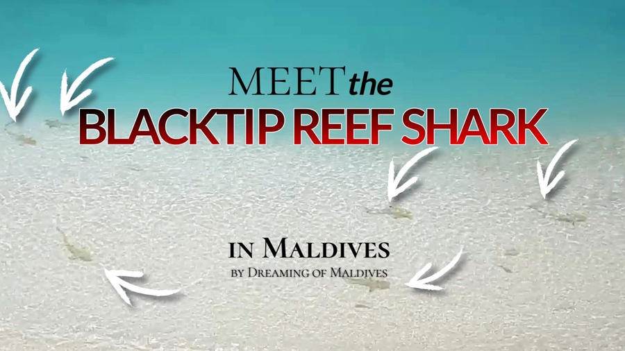 video sharks maldives blacktip reef shark