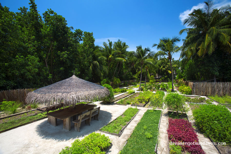 Gili Organic Garden
