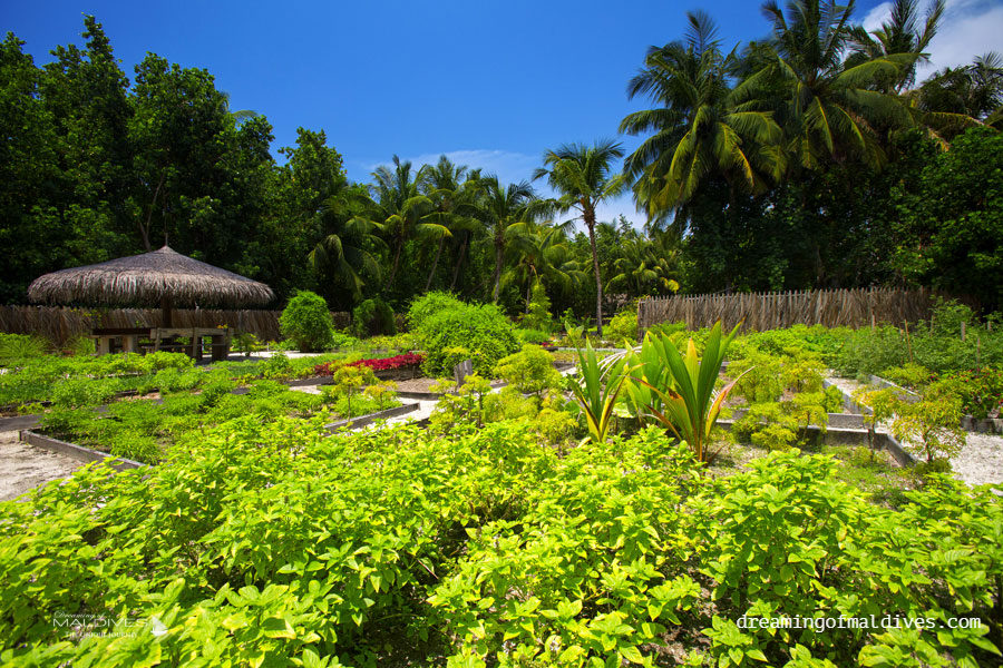 Gili Lankanfushi Organic Garden