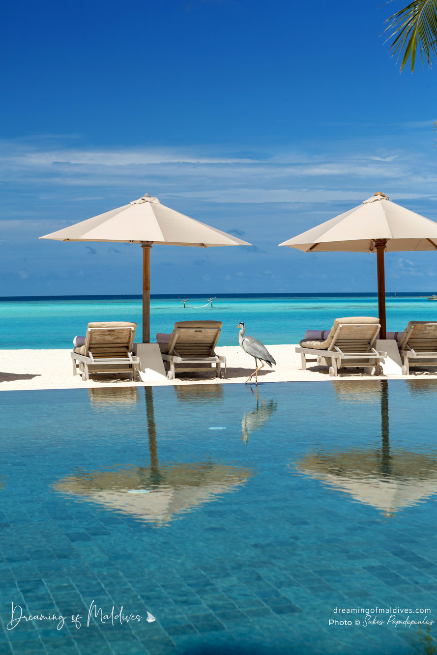 main pool Grey Heron