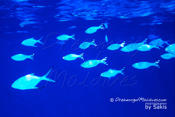 Fun Fact You Might Not Know about Maldives - No Bread for Fishes !