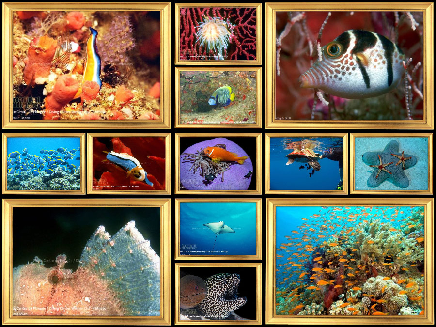 Maldives fish species