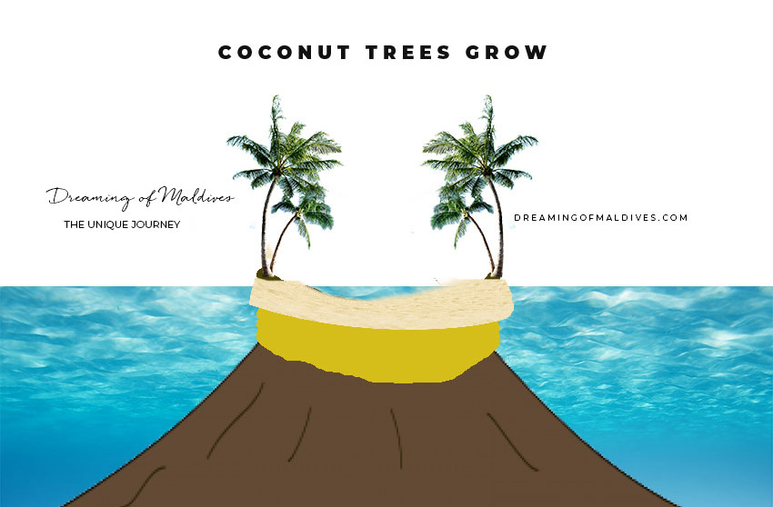 coconut trees maldives