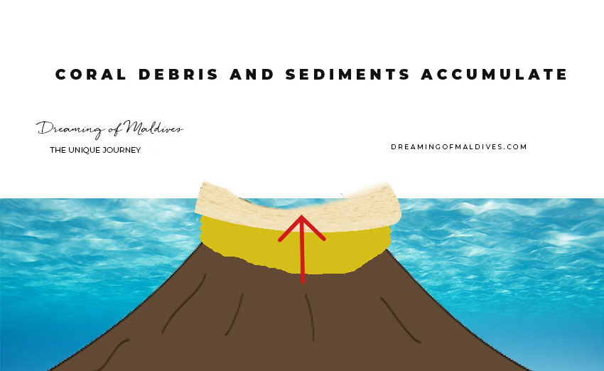 coral debris accumulate