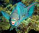 Maldives Parrotfish makes islands sand