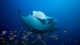 Fushifaru Thila is one of the best places in the Maldives for mantas