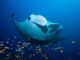 Fushifaru Thila is one of the best places in the Maldives for mantas