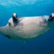 Swim with Manta Rays at Hurawalhi Maldives