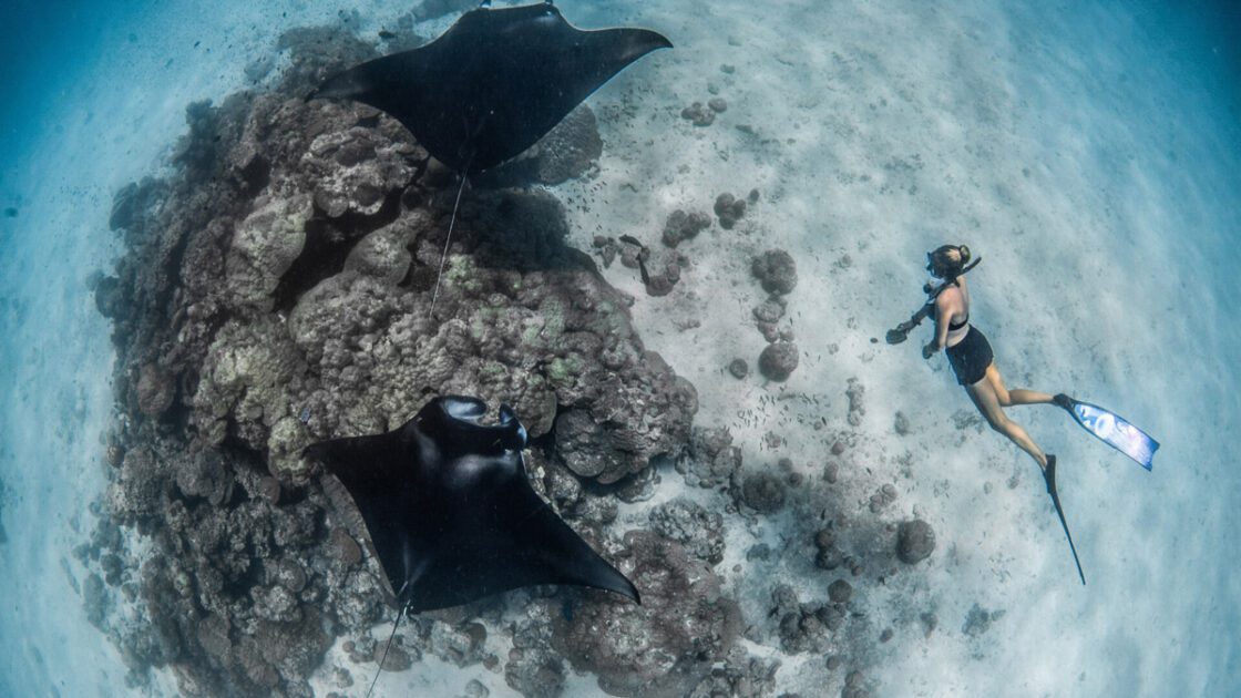 Maldives Rays Diving in Maldives at a glance. A Quick Dreamy Guide for first timers