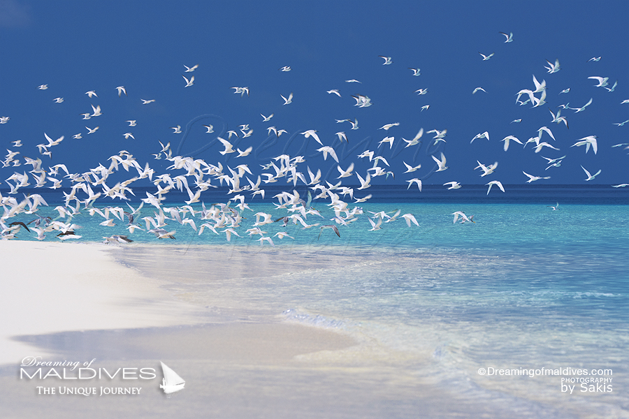 Maldives reopen to tourists on July 1