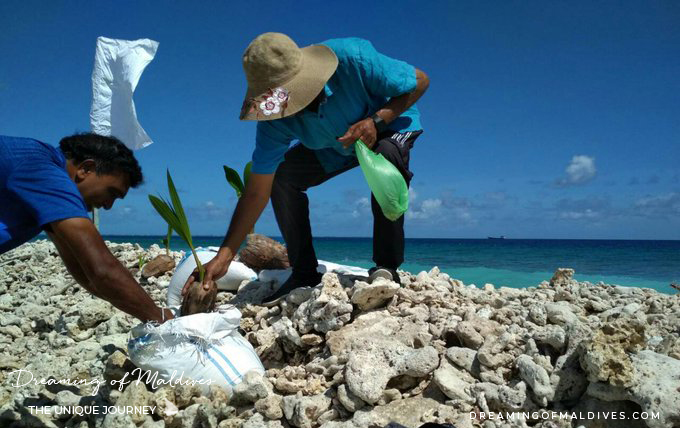 Planting trees on the newly formed island