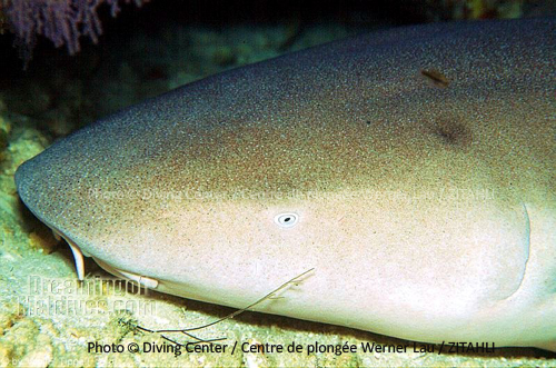 Nurse Shark . Maldives- Noonu Atoll