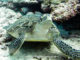 A turtle, a common encounter - Diving at Six Senses Laamu - Laamu Atoll Maldives