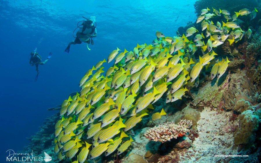 Diving in Maldives Guide