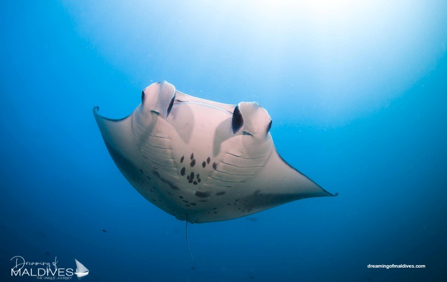 Six Senses Laamu Diving with Mantas