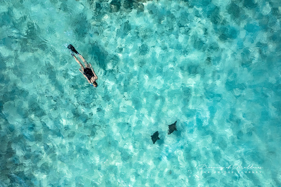 Snorkeling with eagle rays at The Nautilus Maldives