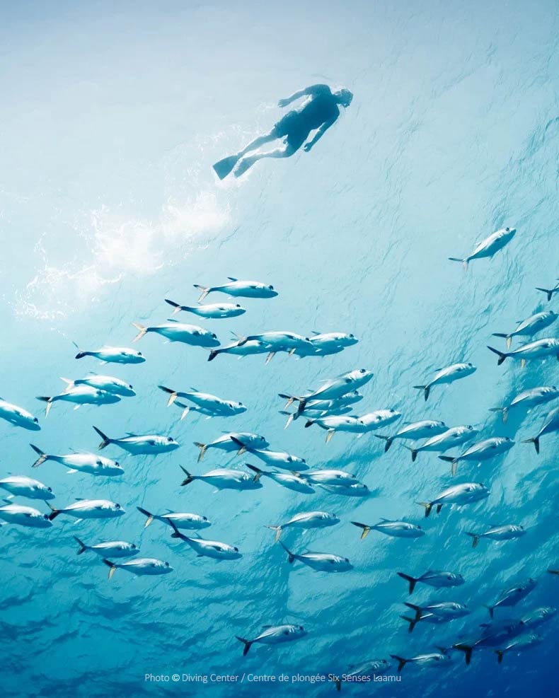 Snorkeling at Six Senses Laamu Maldives