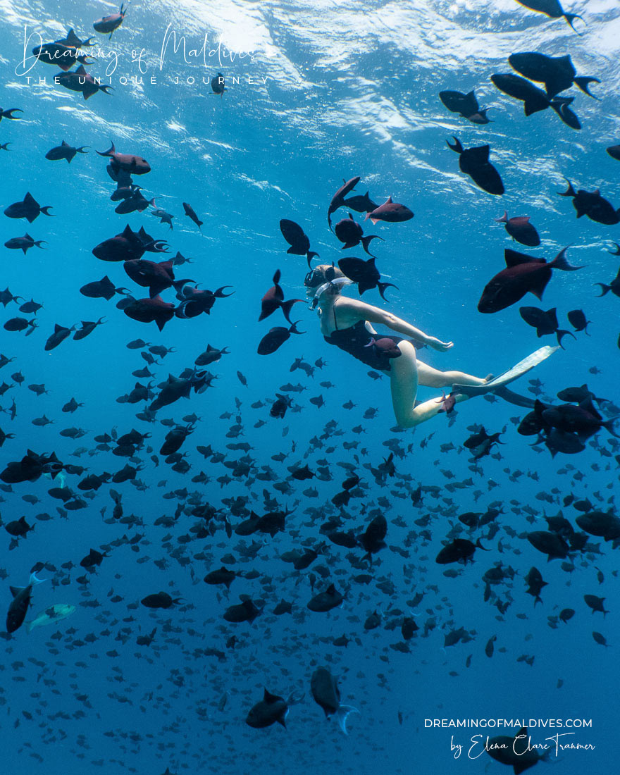 Snorkeling at Amilla Maldives