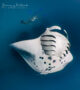 Swim with Mantas at Hanifaru Bay Amilla Maldives